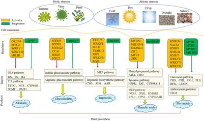 Environmental and Genetic Factors Involved in Plant Protection-Associated Secondary Metabolite Biosynthesis Pathways